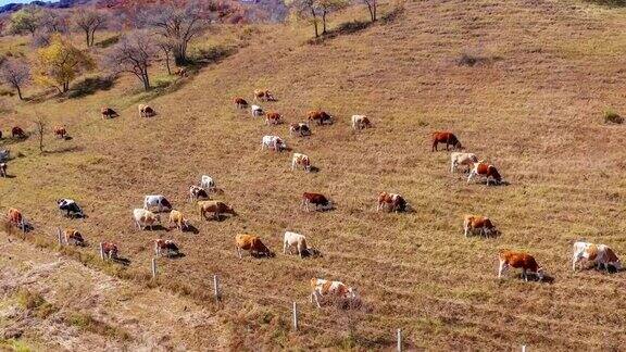 牧场上牛群的鸟瞰图牛在山坡上吃草