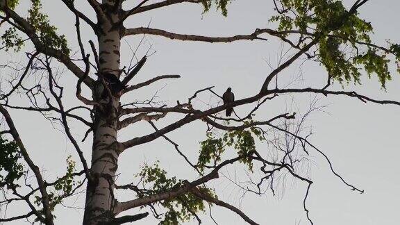 黑乌鸦坐在树上乌鸦坐在树枝上