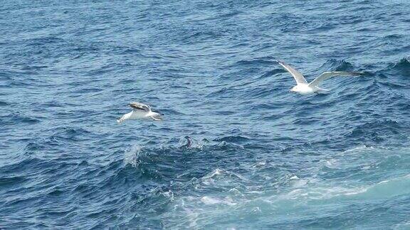 海鸥在海面上缓慢地飞翔