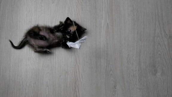 小猫在地板上玩耍