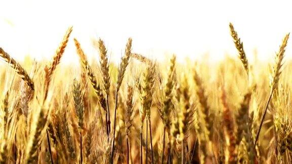 小麦在风