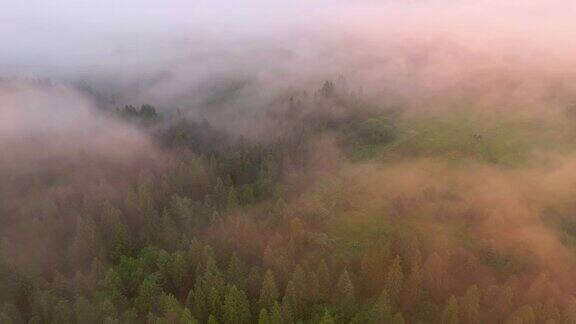 一架无人机在一片被雾覆盖的针叶林上空飞行
