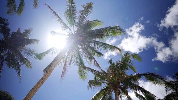低角度的椰子树在海滩上