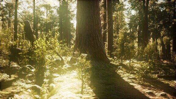 从日出开始拍摄的红杉林