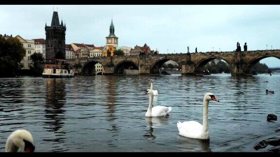 布拉格捷克共和国伏尔塔瓦河中的白天鹅著名的老查尔斯桥的背景