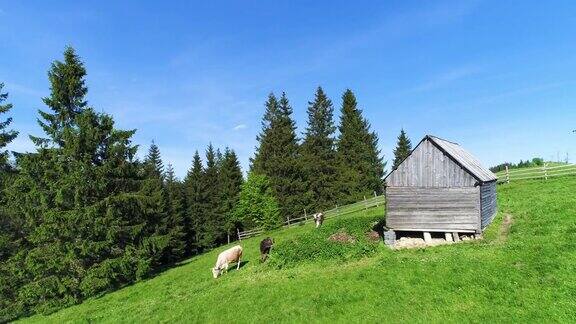 牛群在绿色的夏日草地上