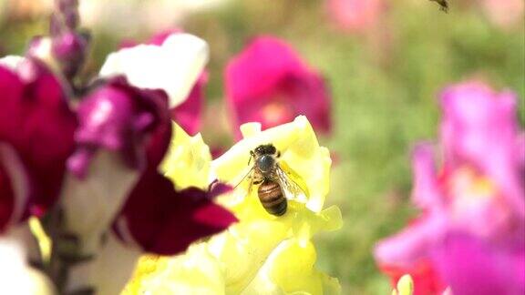 两只蜜蜂争夺花粉HD1080