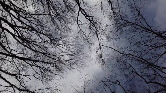 树枝顶在风中迎风摆动