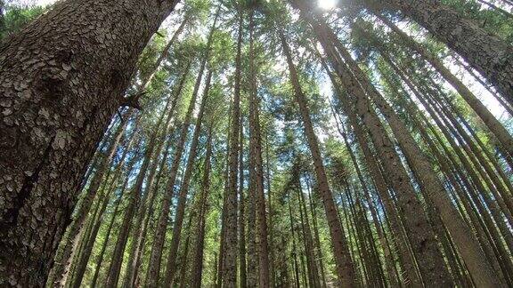 欧洲黑山国家公园森林中的树木