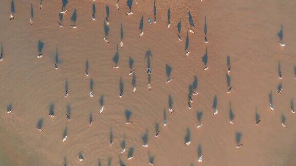 海鸥的迁徙:鸟类在浅水沙质中行走