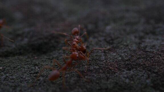红蚂蚁在大自然中行动行走