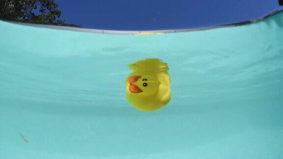 橡皮鸭在游泳池里