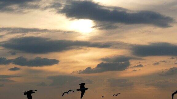 夕阳下的天空中有4k只海鸥