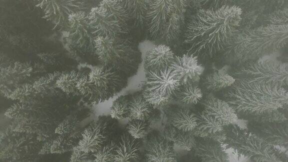 树梢上覆盖着积雪