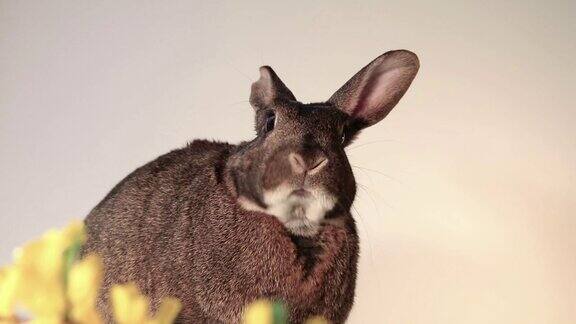 灰色的小兔子一只耳朵一抬一抬很滑稽