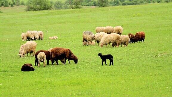绵羊在春天凝视着绿色的草地