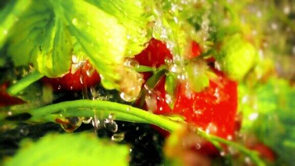 红色的草莓和雨滴缓慢的运动