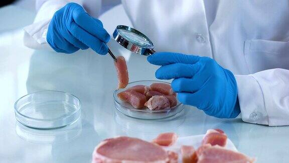 实验室工作人员分析肉类样品放大镜细菌风险认证