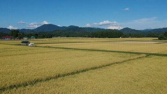 金色水稻田的航拍