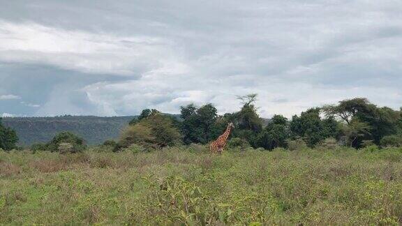 肯尼亚纳库鲁湖国家公园非洲大草原上的野生长颈鹿