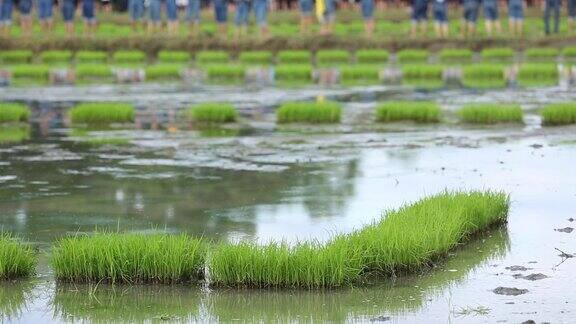 友谊年轻的农民种植水稻浆果有机稻田稻田共同的理念