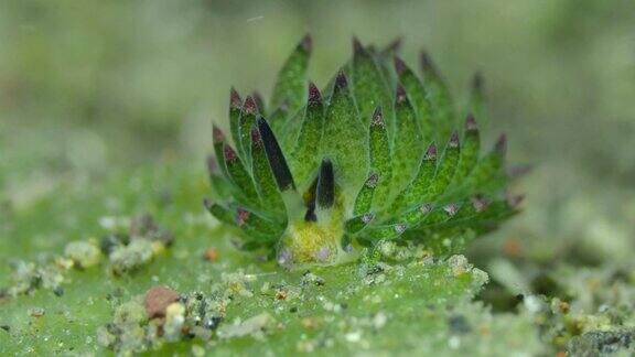 海底的绿色裸鳃海蛞蝓
