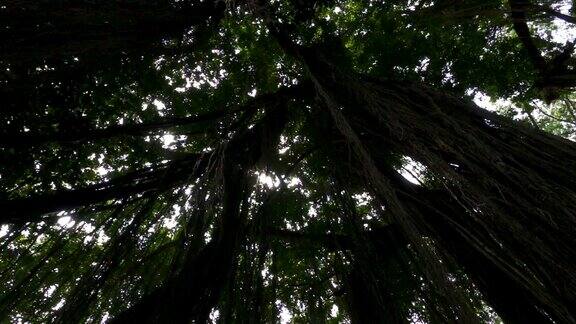 低角度的阳光照射在热带雨林中悬挂在树上的木质丛林藤本上