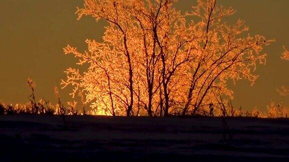 太阳照亮了冰树