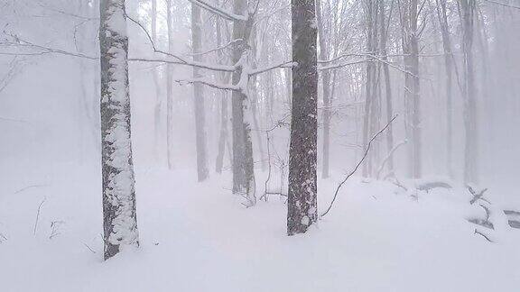 下雪的树林中漫步