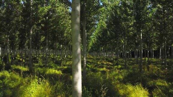 鸟瞰图一个杨树种植园圣克罗伊杜蒙特吉隆德法国