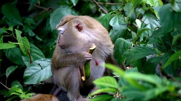 猴子生活在泰国普吉岛的一片天然森林里