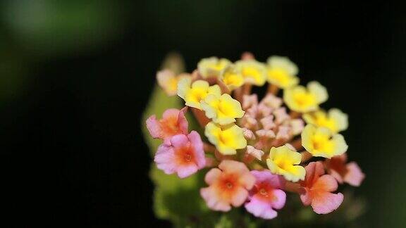 花在以色列