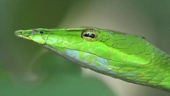 绿色的葡萄树蛇