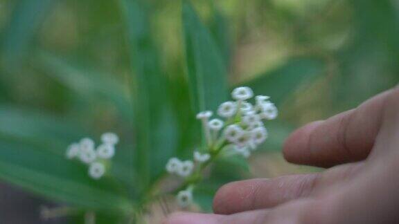 特写手触白花农艺主题