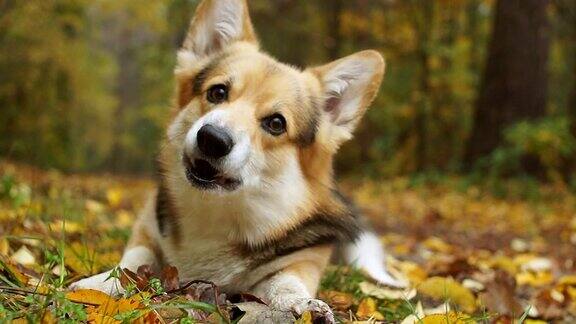 秋天的快乐!在美丽的秋天森林里散步的威尔士柯基犬