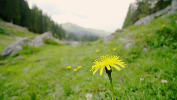 奥地利森林里盛开的向日葵