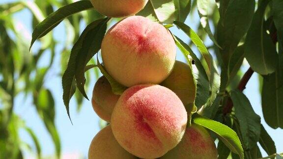 在树枝上的成熟桃子特写
