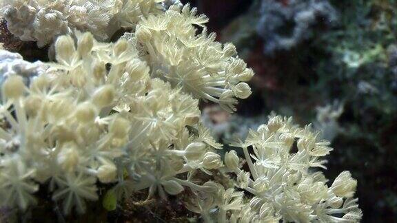 水下放松视频珊瑚礁在纯净透明的红海