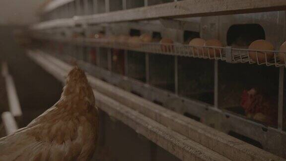 母鸡看着蛋养鸡场里的笼子