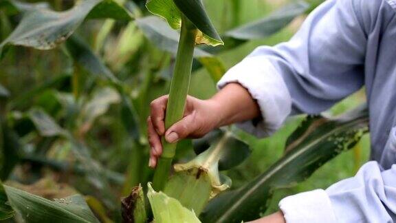 农民在田里收割玉米