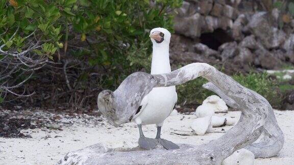 纳斯卡鲣鸟苏拉·格兰蒂一种在厄瓜多尔太平洋加拉帕戈斯群岛筑巢的白色海鸟