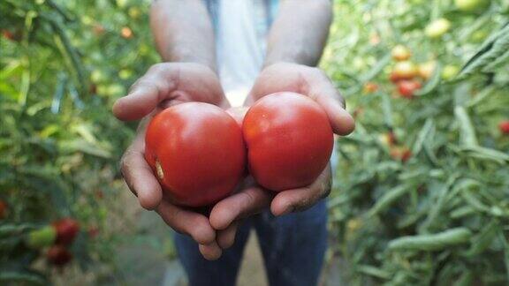 男性农民提供新鲜的有机西红柿