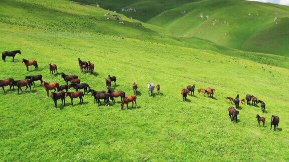 一群在山坡草地上吃草的马