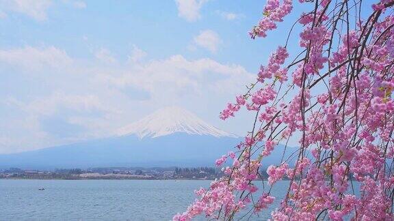 日本川口湖和富士山通过盛开的樱花树