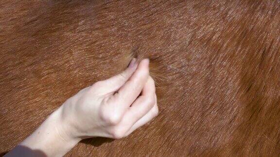 一个女人的手在马皮上拔毛特写镜头动物保健的过程春天脱毛