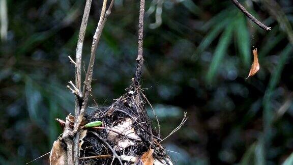 雨林中的巢穴