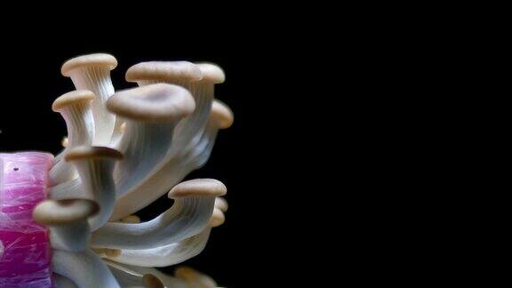 蘑菇生长时间流逝特写黑色背景4K超高清