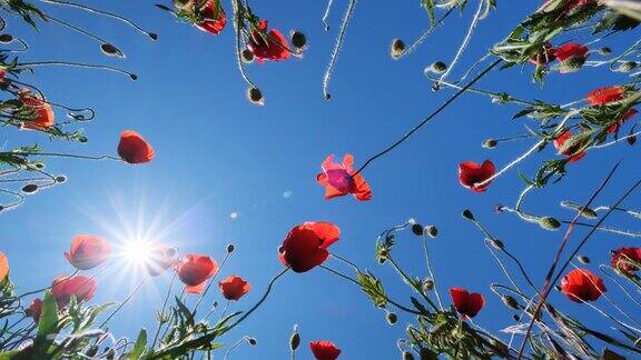红色罂粟花和蓝色天空的底部视图