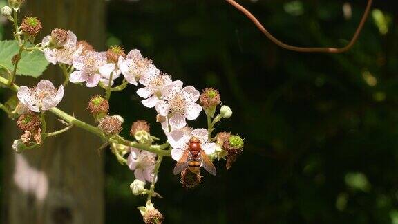 夏天蜜蜂为山楂花授粉