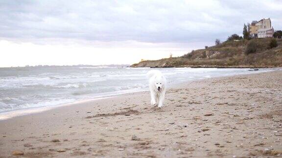 可爱的萨摩耶狗在沙滩上跑向镜头Slowmotion拍摄